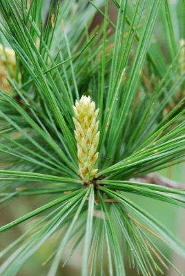 Pinus strobus 'Macopin' - borovice vejmutovka - svíce